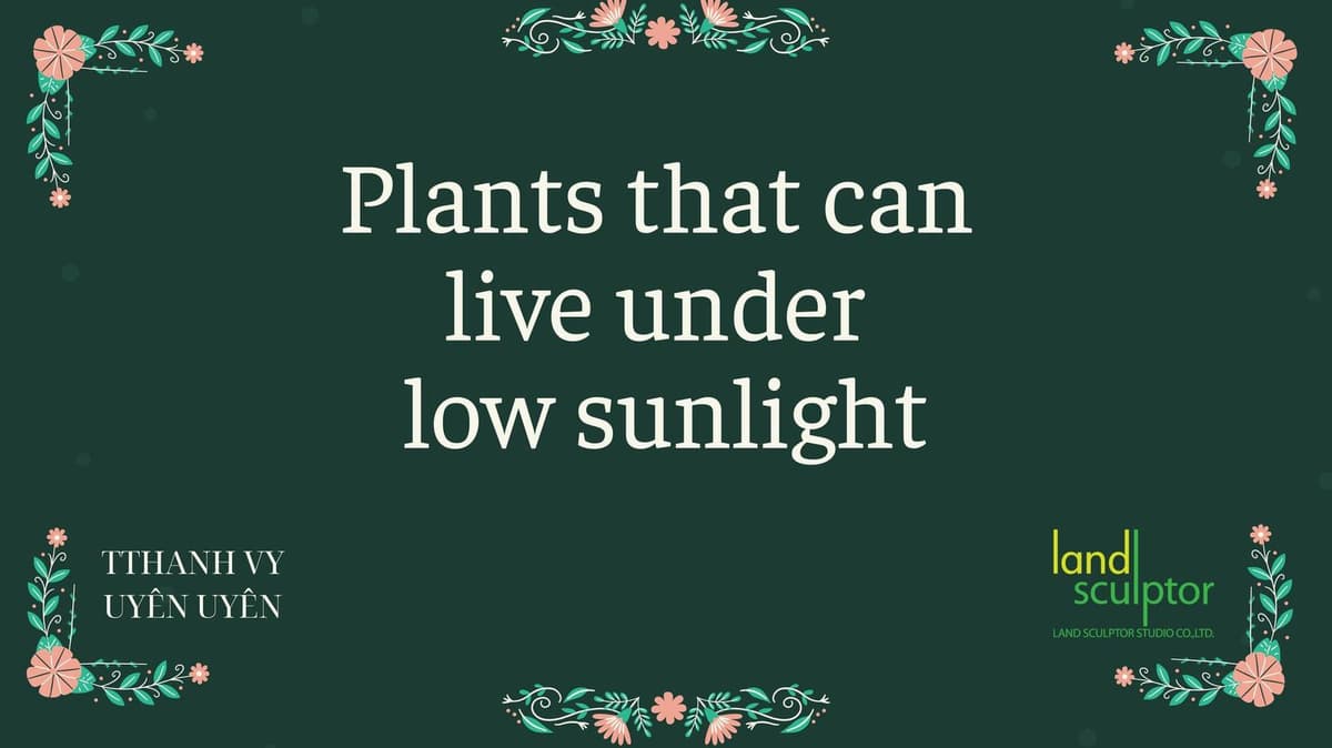 Workshop: Plants that can live under low sunlight