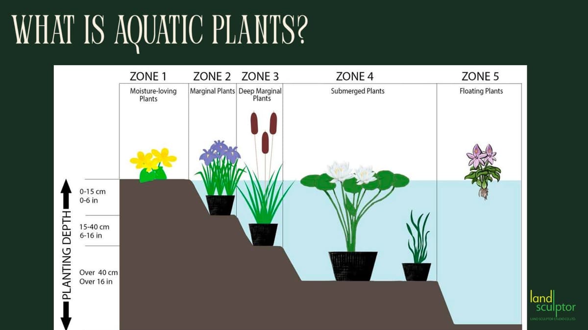 Workshop: Plants that can live near and underwater — 3