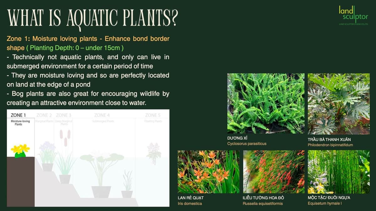 Workshop: Plants that can live near and underwater — 4