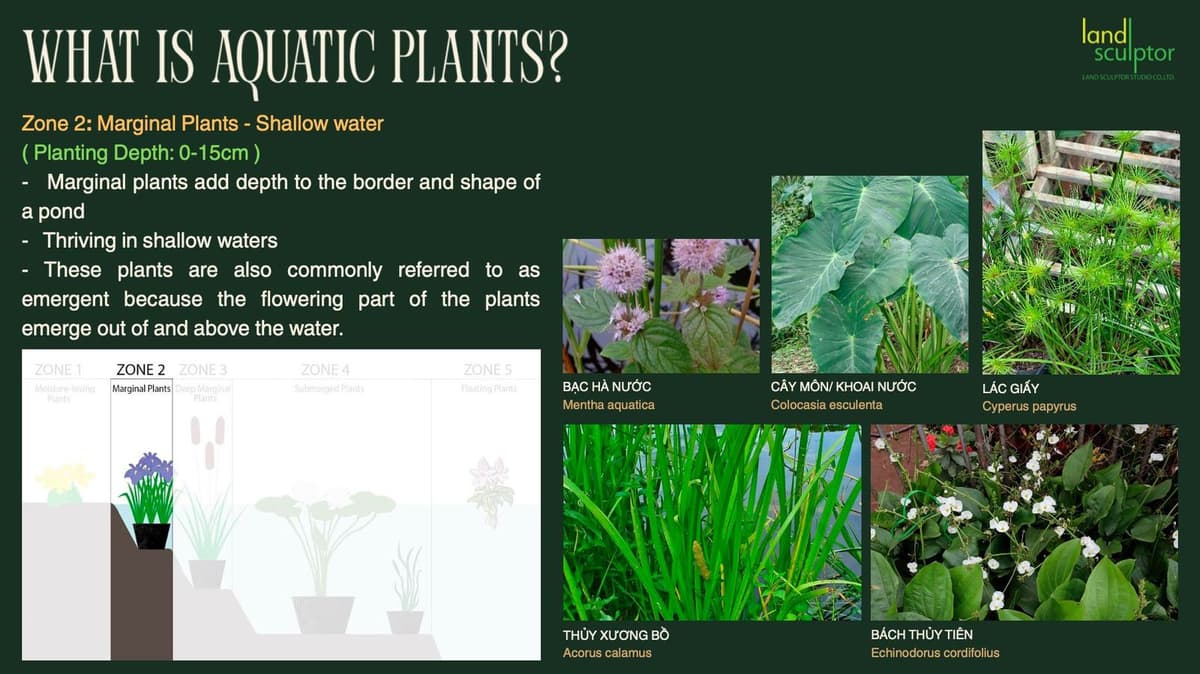 Workshop: Plants that can live near and underwater — 5