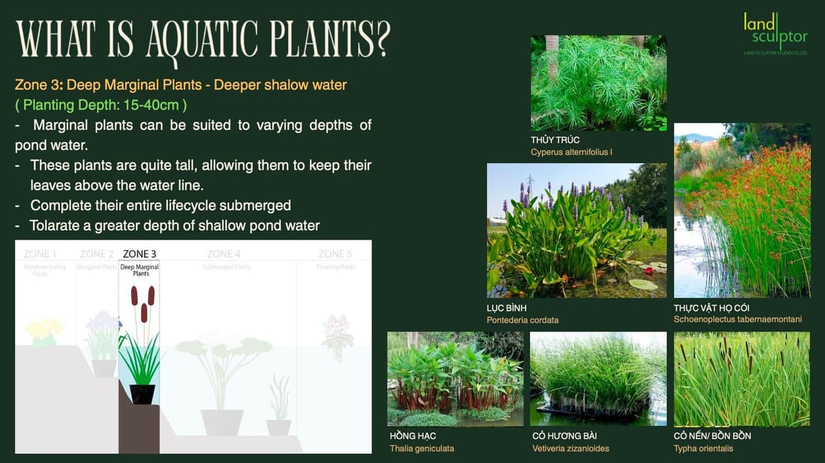 Workshop: Plants that can live near and underwater — 6