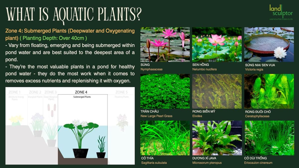 Workshop: Plants that can live near and underwater — 7
