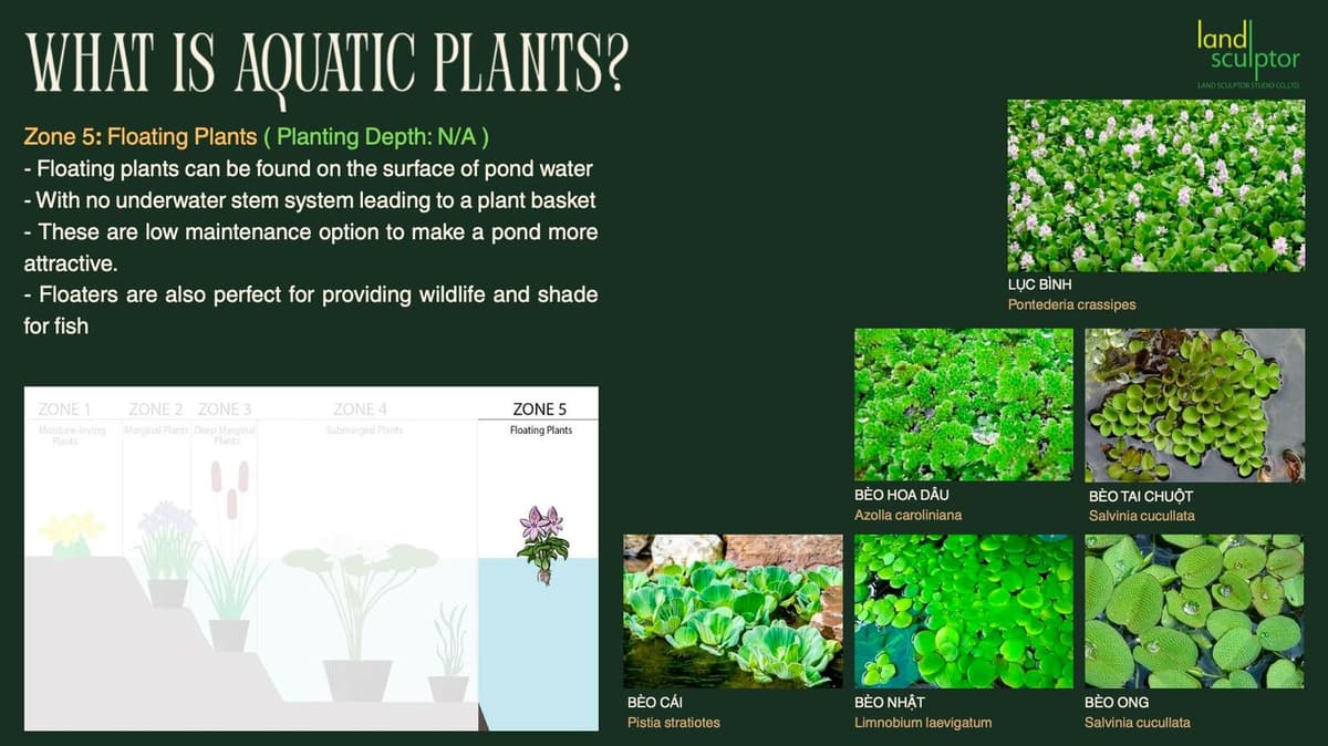 Workshop: Plants that can live near and underwater — 8