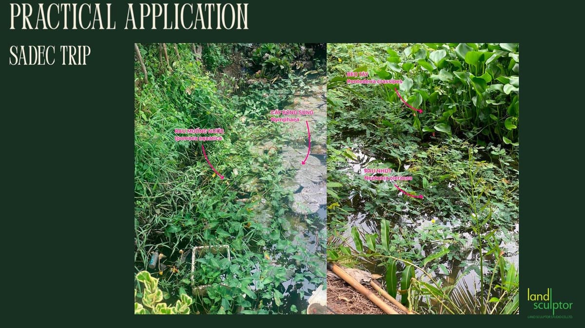 Workshop: Plants that can live near and underwater — 10