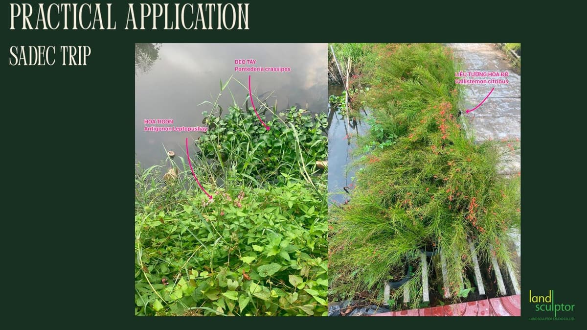 Workshop: Plants that can live near and underwater — 11