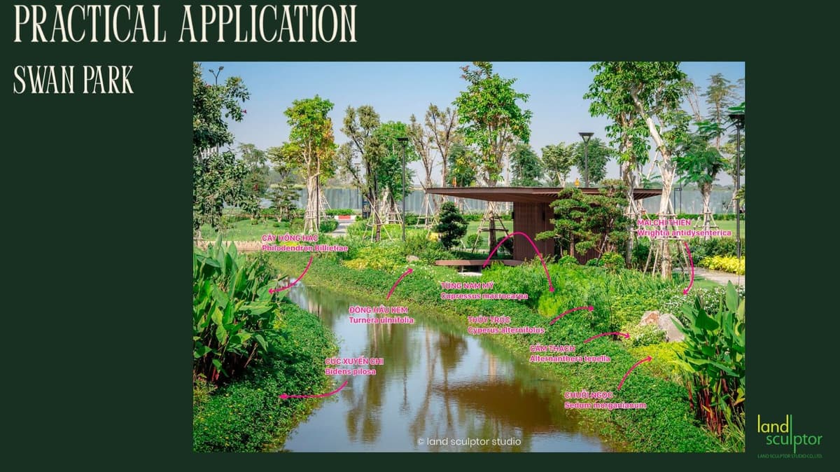 Workshop: Plants that can live near and underwater — 13