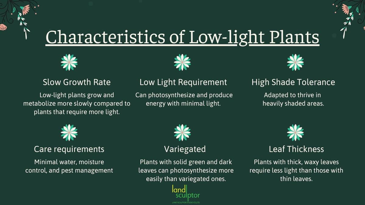 Workshop: Plants that can live under low sunlight — 2