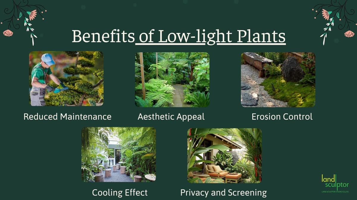 Workshop: Plants that can live under low sunlight — 3