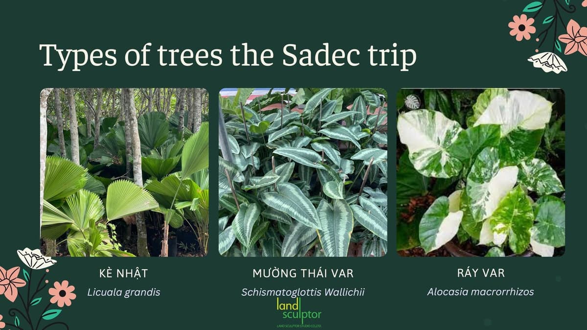 Workshop: Plants that can live under low sunlight — 5
