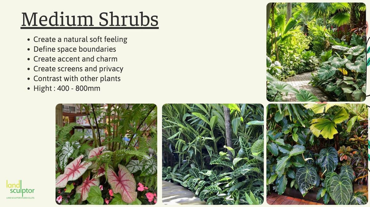 Workshop: Plants that can live under low sunlight — 6